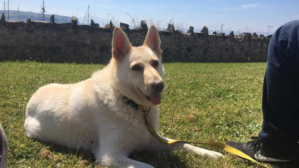 Malibu Shaped Wax melt